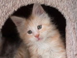 Chaton Maine Coon mâle red silver d'avril 2026 LOOF à vendre