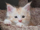 Chaton Maine Coon mâle red silver d'avril 2026 LOOF à vendre