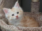 Chaton Maine Coon mâle red silver d'avril 2026 LOOF à vendre