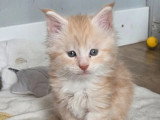 Chaton Maine Coon mâle red silver d'avril 2026 LOOF à vendre