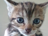 Kowhai, chatonne à adopter en association
