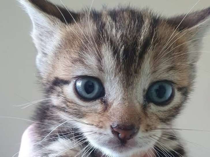Kowhai, chatonne à adopter en association