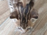 Kowhai, chatonne à adopter en association