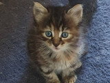 Marama, chatonne Ă adopter en association