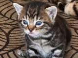 Oranga, chaton à adopter en association