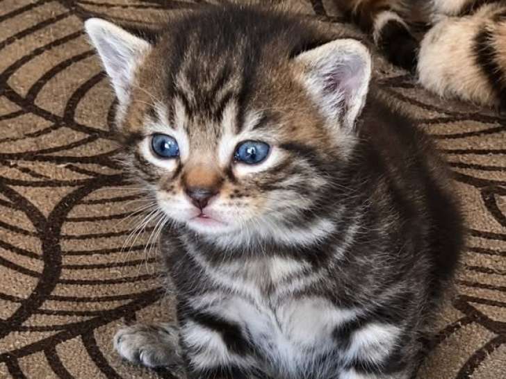 Oranga, chaton à adopter en association