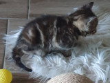 Oranga, chaton à adopter en association