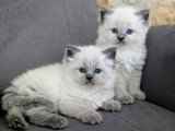 Magnifiques chatons Sibérien neva masquerade LOOF à vendre