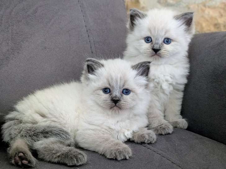 Magnifiques chatons Sibérien neva masquerade LOOF à vendre