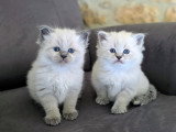 Magnifiques chatons Sibérien neva masquerade LOOF à vendre