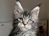 Chaton femelle Maine Coon black silver blotched tabby d'avril 2026 non LOOF à réserver