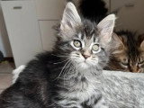 Chaton femelle Maine Coon black silver blotched tabby d'avril 2026 non LOOF à réserver