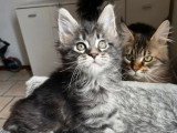 Chaton femelle Maine Coon black silver blotched tabby d'avril 2026 non LOOF à réserver