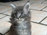 Chaton femelle Maine Coon black silver blotched tabby d'avril 2026 non LOOF à réserver