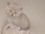 Chatons Scottish Straight à vendre