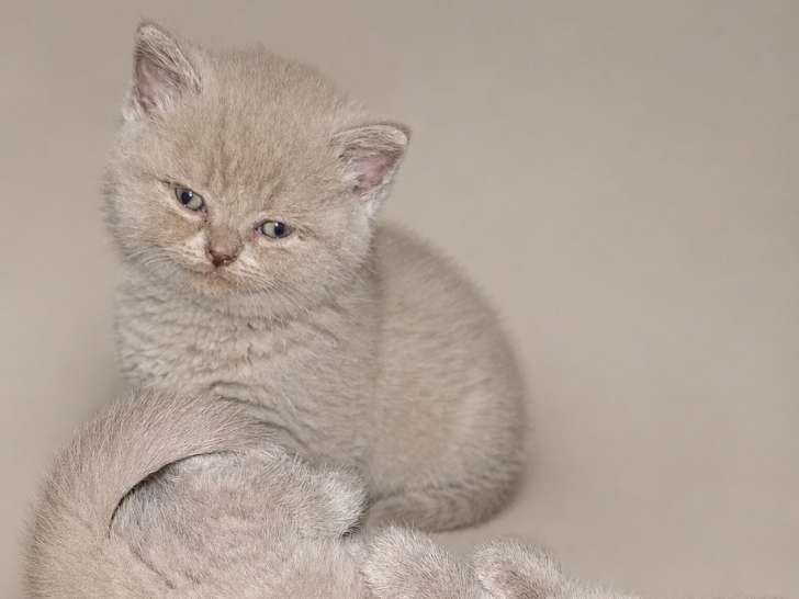 Chatons Scottish Straight à vendre