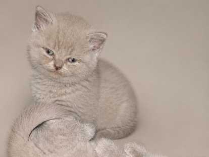 Chatons Scottish Straight à vendre