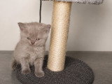Chatons Scottish Straight à vendre