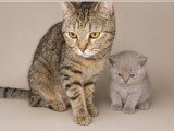 Chatons Scottish Straight à vendre