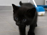 Berry, joli chaton à adopter en association