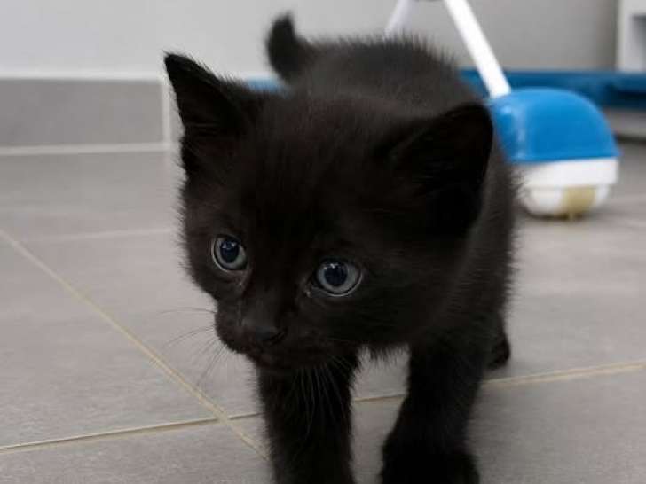 Berry, joli chaton à adopter en association