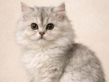 Chaton femelle British Longhair LOOF à vendre né en janvier 2026