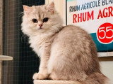 Chaton femelle British Longhair LOOF à vendre né en janvier 2026