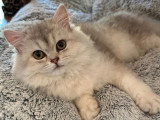 Chaton femelle British Longhair LOOF à vendre né en janvier 2026