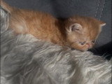 Chaton Exotic Shorthair mâle disponible à la réservation LOOF