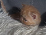 Chaton Exotic Shorthair mâle disponible à la réservation LOOF