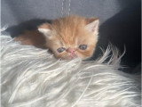 Chaton Exotic Shorthair mâle disponible à la réservation LOOF