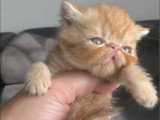 Chaton Exotic Shorthair mâle disponible à la réservation LOOF