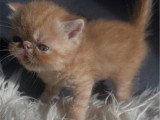 Chaton Exotic Shorthair mâle disponible à la réservation LOOF