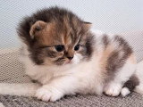 Chaton femelle Highland Straight black tortie et blanc non LOOF de mai 2026 à réserver