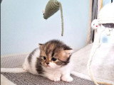 Chaton femelle Highland Straight black tortie et blanc non LOOF de mai 2026 à réserver
