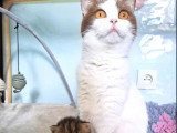 Chaton femelle Highland Straight black tortie et blanc non LOOF de mai 2026 à réserver