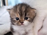 Chaton femelle Highland Straight black tortie et blanc non LOOF de mai 2026 à réserver