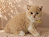 Réservation 3 chatons British Shorthair LOOF nés avril 2026