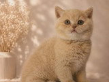 Réservation 3 chatons British Shorthair LOOF nés avril 2026