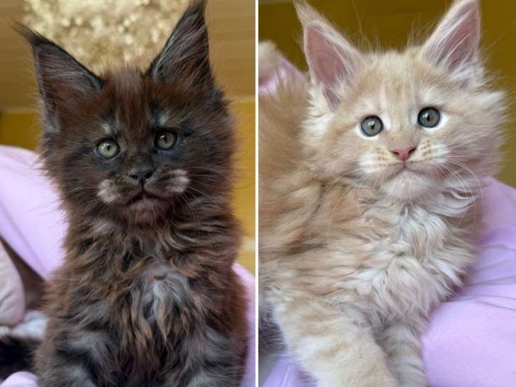 2 chatons Maine Coon LOOF crème smoke et black smoke nés en mars 2026 à vendre