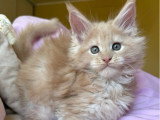 2 chatons Maine Coon LOOF crème smoke et black smoke nés en mars 2026 à vendre