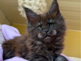 2 chatons Maine Coon LOOF crème smoke et black smoke nés en mars 2026 à vendre