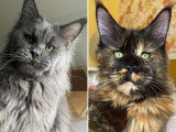 2 chatons Maine Coon LOOF crème smoke et black smoke nés en mars 2026 à vendre