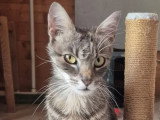 Câline, jeune chatte à adopter en association