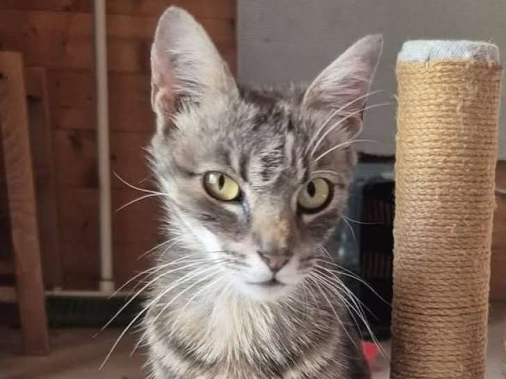 Câline, jeune chatte à adopter en association