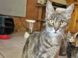 Câline, jeune chatte à adopter en association
