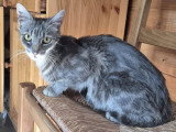 Câline, jeune chatte à adopter en association