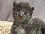 Chatons Maine coon mâle et femelles à vendre