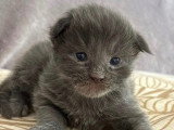 Chatons Maine coon mâle et femelles à vendre