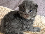 Chatons Maine coon mâle et femelles à vendre
